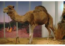 Im Zoologischen Forschungsmuseum Alexander Koenig