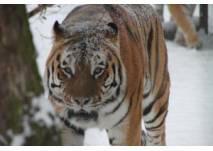 Tiger im Schnee (c) Zoo Braunschweig Tiger im Schnee - Zoo Braunschweig