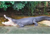 Zoo Dresden