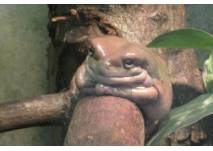 Frosch auf einem Ast
