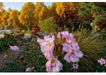 Rosengarten in Zweibrücken (c) Kultur- und Verkehrsamt Zweibrücken
