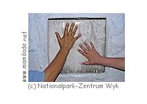 Wyk Nationalpark-Zentrum Natonalpark-Zentrum Wyk auf Föhr