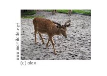 Wildgehege Hufeisen Wildgehege Hufeisen