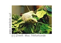 Staatliches Museum für Naturkunde Staatliches Museum für Naturkunde