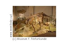 Museum für Naturkunde Magdeburg