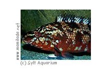 Sylt Aquarium Sylt Aquarium