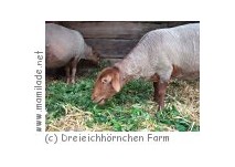 Kindergeburtstag Kinder- und Jugendfarm "Dreieichhörnchen"
