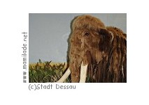 Museum für Naturkunde in Dessau