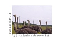 Straußenfarm Gemarkenhof ion Remagen