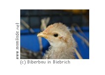 Kinder- und Jugendfarm Biberbau in Biebrich Kinder- und Jugendfarm Biberbau in Biebrich