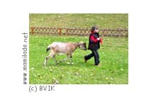 Tiergehege Walkmühle Sangerhausen Tiergehege Walkmühle Sangerhausen