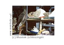 Kindergeburtstag Naturhistorisches Museum Schleusingen Kindergeburtstag Naturhistorisches Museum Schleusingen