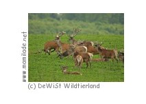 Wildtierland Klepelshagen