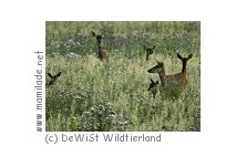Wildtierland Klepelshagen