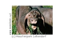 Haustierpark Lelkendorf
