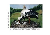 Storchenzentrum Vetschau