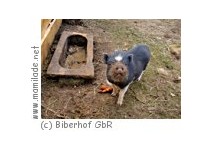 Biberhof in Burg/Spreewald