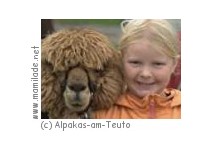 Gute Freunde beim Alpaka-Trekking Gute Freunde beim Alpaka-Trekking