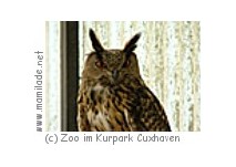 Uhu im Zoo Cuxhaven