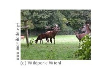 Hirschbrunft im Wildpark Wiehl Hirschbrunft im Wildpark Wiehl