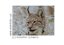 Anholter Schweiz