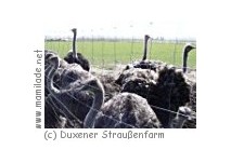 Duxener Straußenfarm