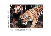 Tiermuseum Alfeld (Leine) Tiermuseum Alfeld (Leine)