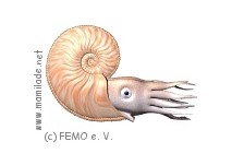 FEMO e. V.