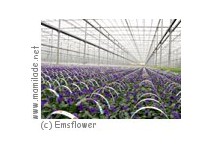 Emsflower Emsflower
