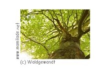 Waldgewandt in Dortmund