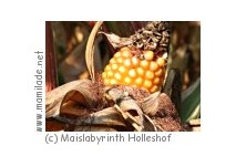 Maislabyrinth Holleshof