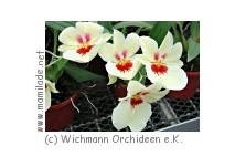 Celle Orchideen Zentum Wichmann Orchideen Zentrum Wichmann
