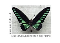 Dortmund Museum für Naturkunde Museum für Naturkunde