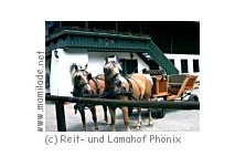 Kutschenfahrt auf dem Lamahof Phönix