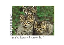 Heken Wildpark Frankenhof Wildpark Frankenhof
