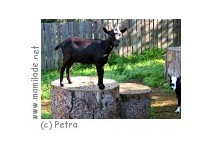 Tierpark Gysenberg Tierpark Gysenberg