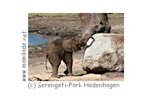 Serengeti Tierpark Serengeti Tierpark