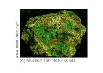 Museum für Naturkunde