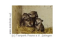 Tierpark Fauna Tierpark Fauna