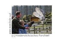 Wisentgehege Springe Wisentgehege Springe
