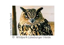 Wildpark Lüneburger Heide Greifvogel Flugvorführung