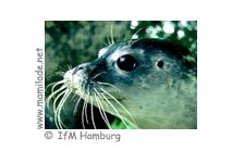Aquarium Kiel ü Aquarium Kiel im Institut für Meereskunde