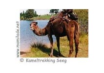 Kameltrekking ü Kameltrekking Seeg im Allgäu