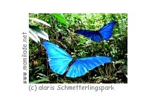 alaris Uslar ü alaris Schmetterlingspark Uslar