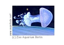 Zoo Aquarium Berlin