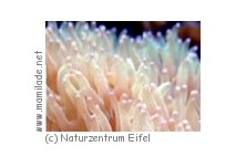 Korallenriffaquarium Nettersheim ü Korallenriffaquarium Nettersheim