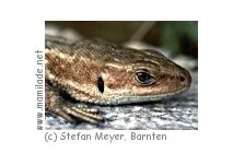 Iberger Waldquizpfad ü Iberger Waldquizpfad