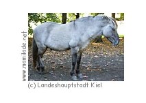 Tiergehege Hammer in Kiel