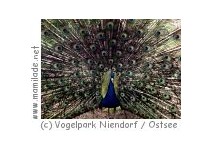 Vogelpark Niendorf / Ostsee Vogelpark Niendorf / Ostsee