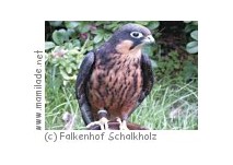 Falkenhof Schalkholz
